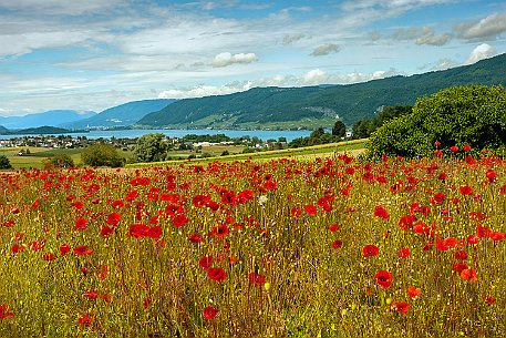 Mohnblumen in Bellmund BE