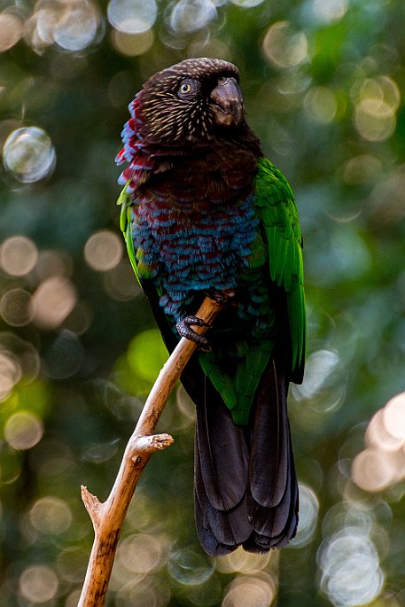 Brasil | Iguasu - Parque das Aves