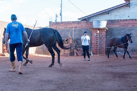 Brasil | Pferde von Claudio Baechler