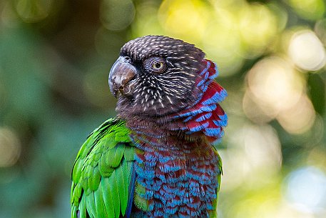 Brasil | Iguasu - Parque das Aves